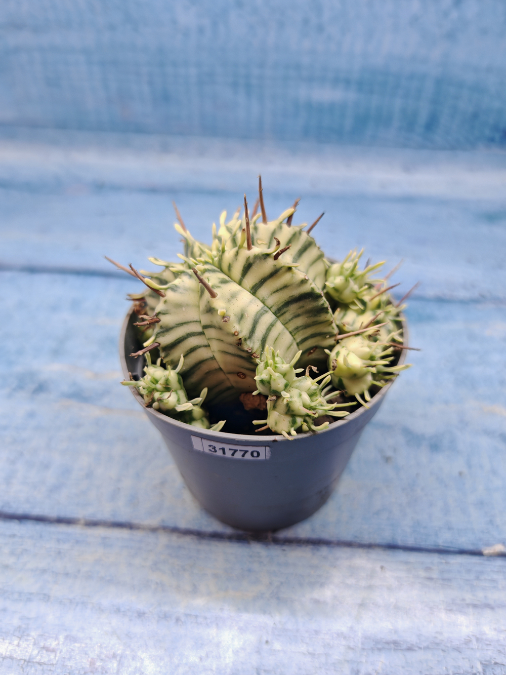 Euphorbia meloformis f. Variegated (Эуфорбия вариегатная)