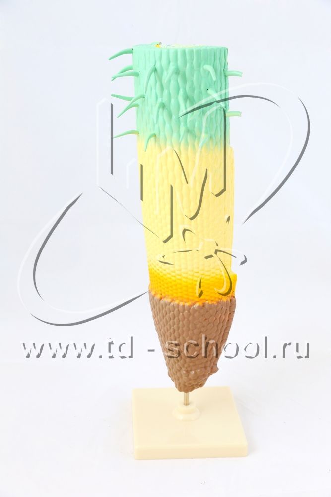 Модель строения корня