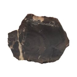 Окаменелое дерево (10,2*9,2*3,0 см)