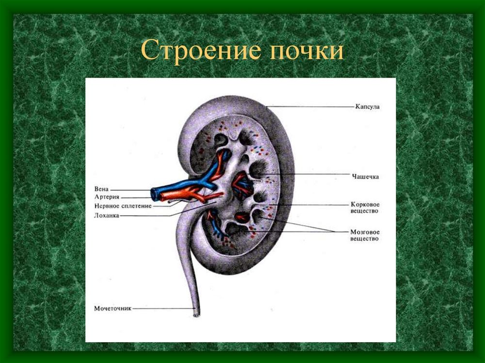 Почка в разрезе (модель) — купить по ФГОС | Учебный стандарт