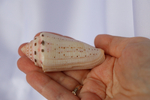 Конус аурисиацус (Conus aurisiacus), 6,7см, 1шт