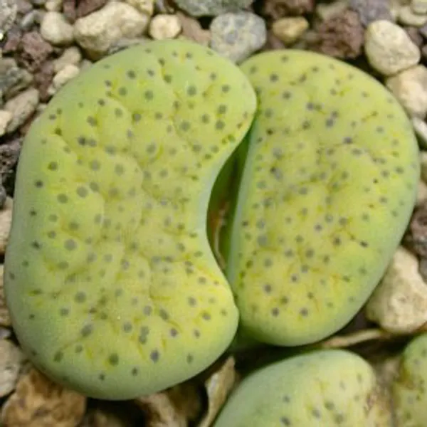 Литопс (C363 Lithops fulviceps v. fulviceps 'Aurea') живые камни семена