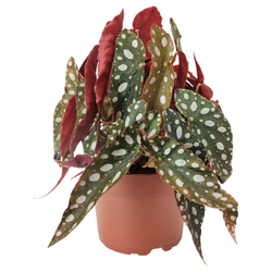 IKEA BEGONIA MACULATA  (ИКЕА БЕГОНИА МАСУЛАТА)  -  Комнатное растение - бегония коралловая 12 см