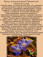 Крокус осеннецветущий сиреневый