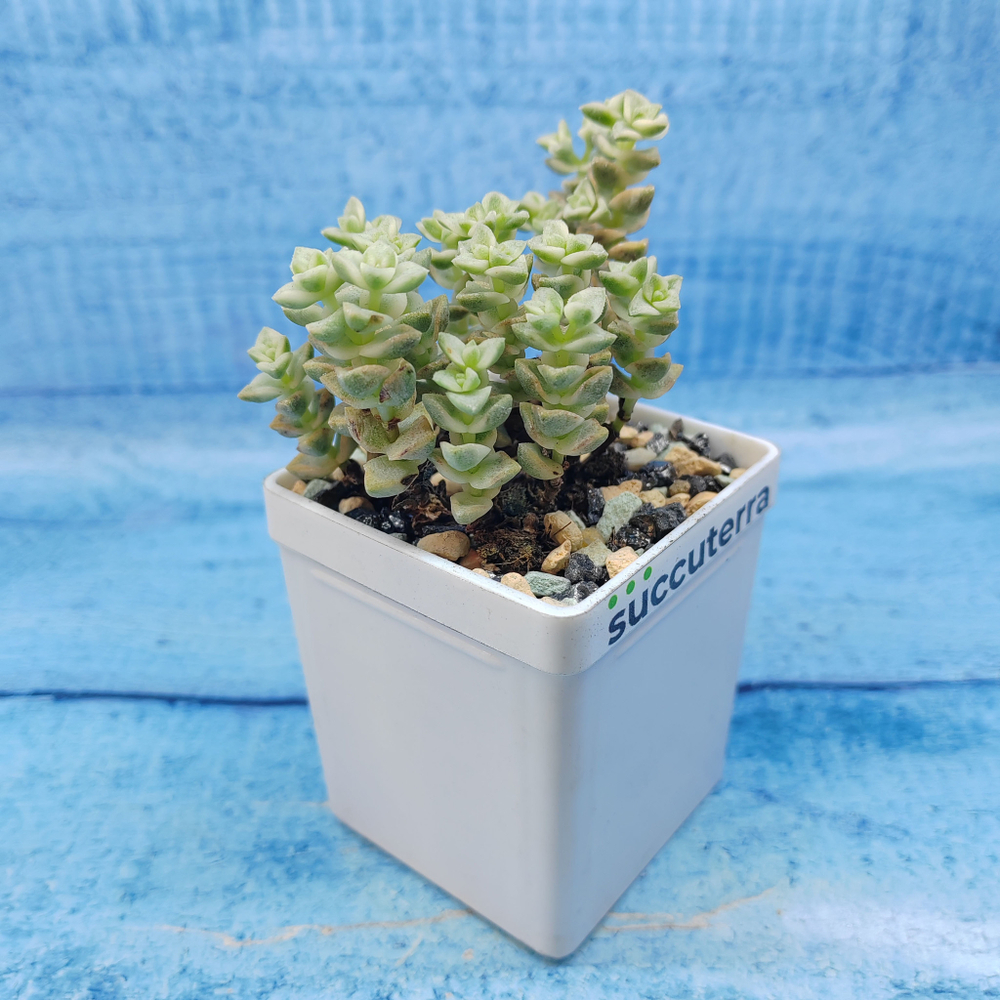 Crassula Tom Thumb variegated (Крассула)