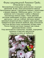 Флокс Эмейзинг Грейс шиловидный почвопокровный