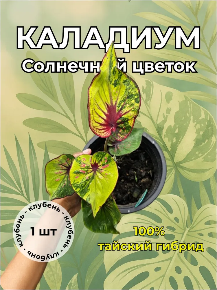 Каладиум Солнечный цветок клубень
