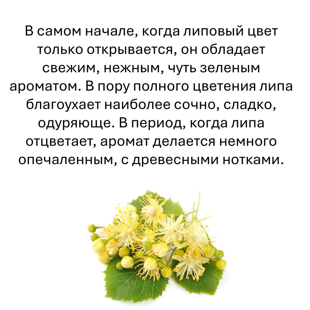 Липа, кубики восковые для ароматизации, 10 штук