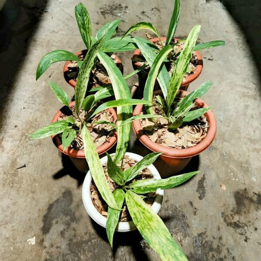 Антуриум VITTARIFOLIUM VARIEGATED