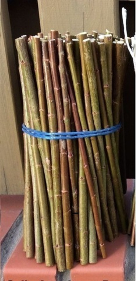 ИВА АМЕРИКАНКА ГИГАНТСКАЯ (SALIX AMERICANA L) АРТ№ SAL