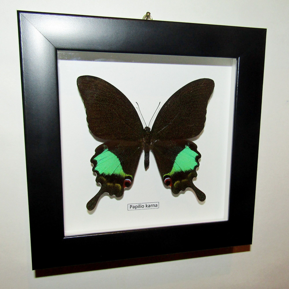 Бабочка Papilio karna в рамке