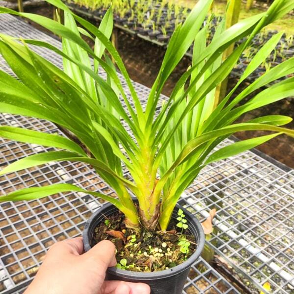 Орхидея GRAMMATOPHYLLUM SPECIOSUM (Н90)