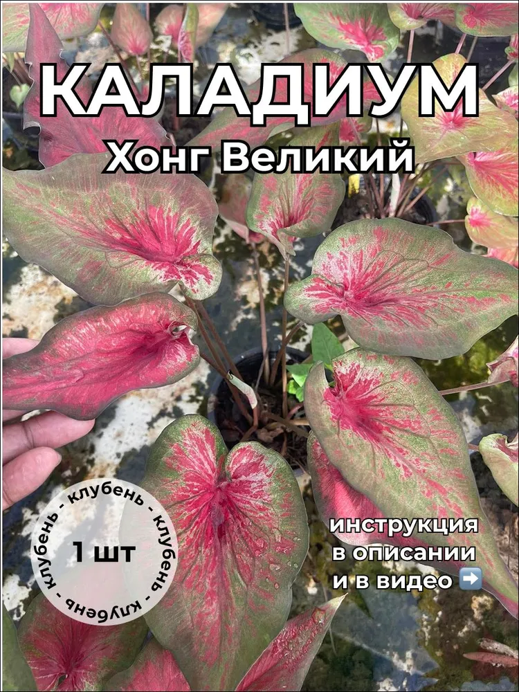 Каладиум Хонг Великий клубень