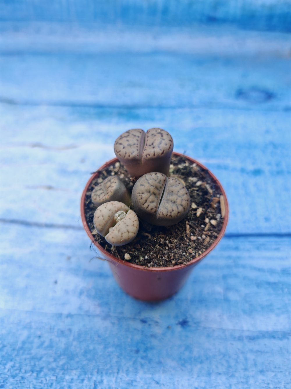 Lithops sp. (Литопсы)