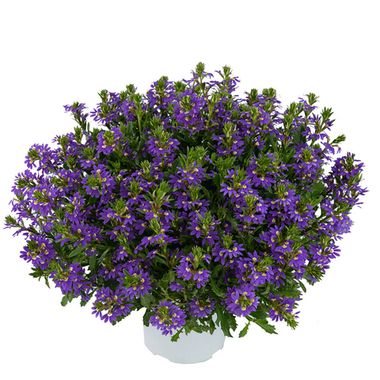 3403 Сцевола Purple Haze (Весна 2026)