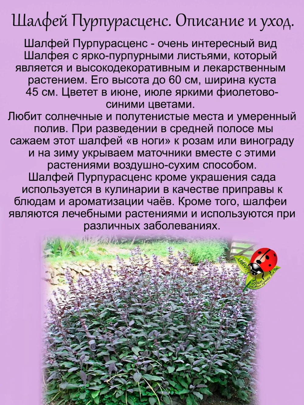 Шалфей Пурпурасценс фиолетовый вариегатный
