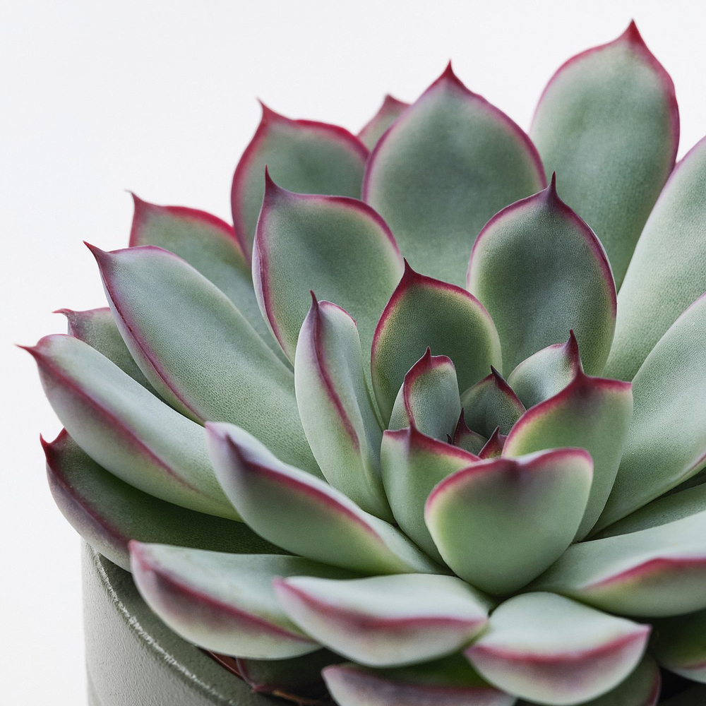 IKEA SUCCULENT  (ИКЕА СУССУЛЕНТ)  -  Растение с горшком - суккулент, разные цвета, 6 см