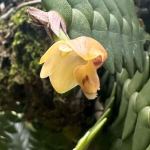 Орхидея DENDROBIUM LEONIS (Н85)