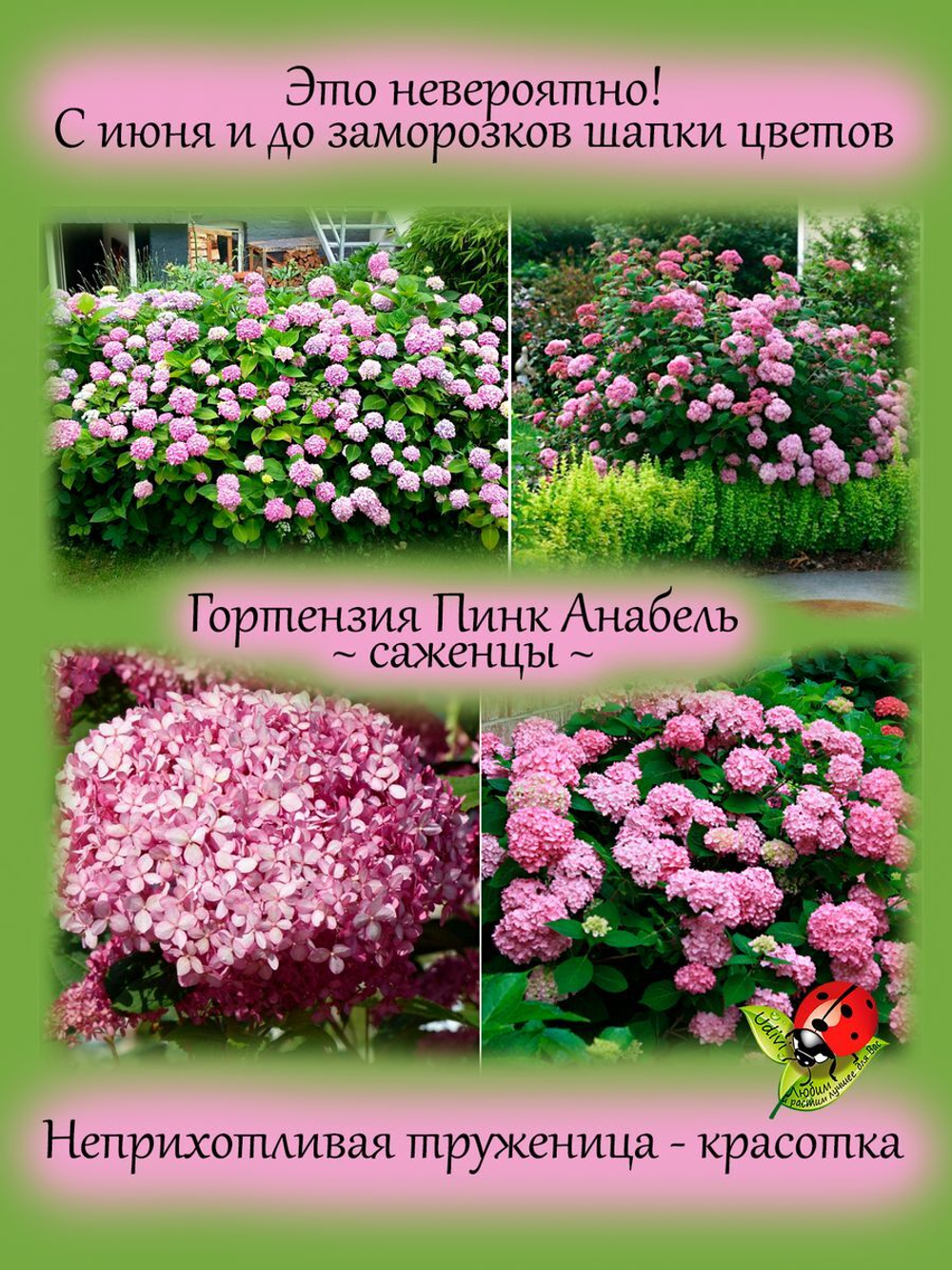 Гортензия Пинк Анабель розовая древовидная