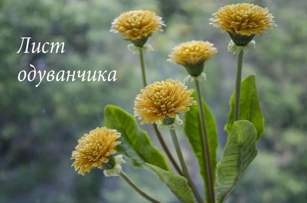 Лист одуванчика. Мини мастер класс. Лист одуванчика. Мини мастер класс.