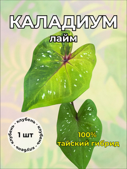 Каладиум "Лайм" клубень