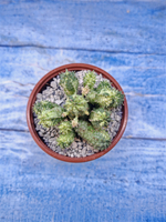 Euphorbia Pseudoglobosa variagate (Эуфорбия)