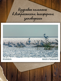 Моя Россия. Птицы