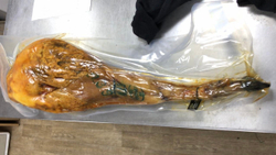 Хамон Nico 100% Иберико Бейота, 36+ / Jamón Iberico Bellota 36+