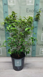 Eugenia Uniflora