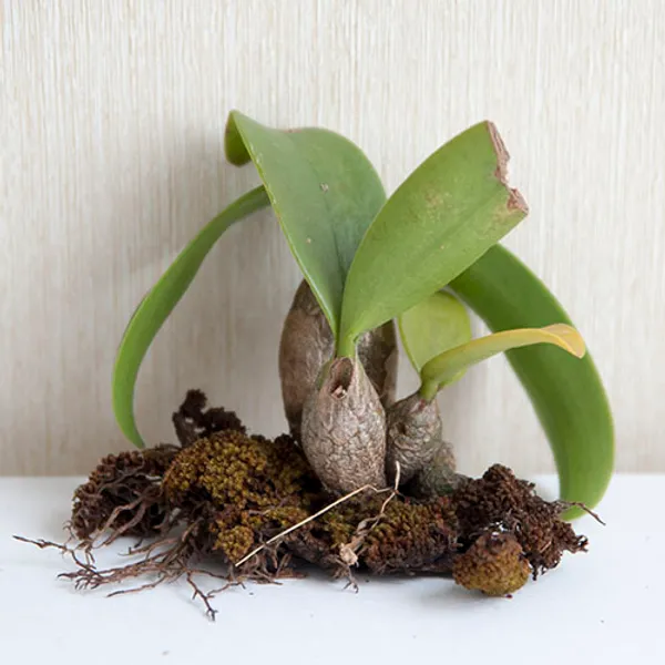 Орхидея Дендробиум (Dendrobium) #9