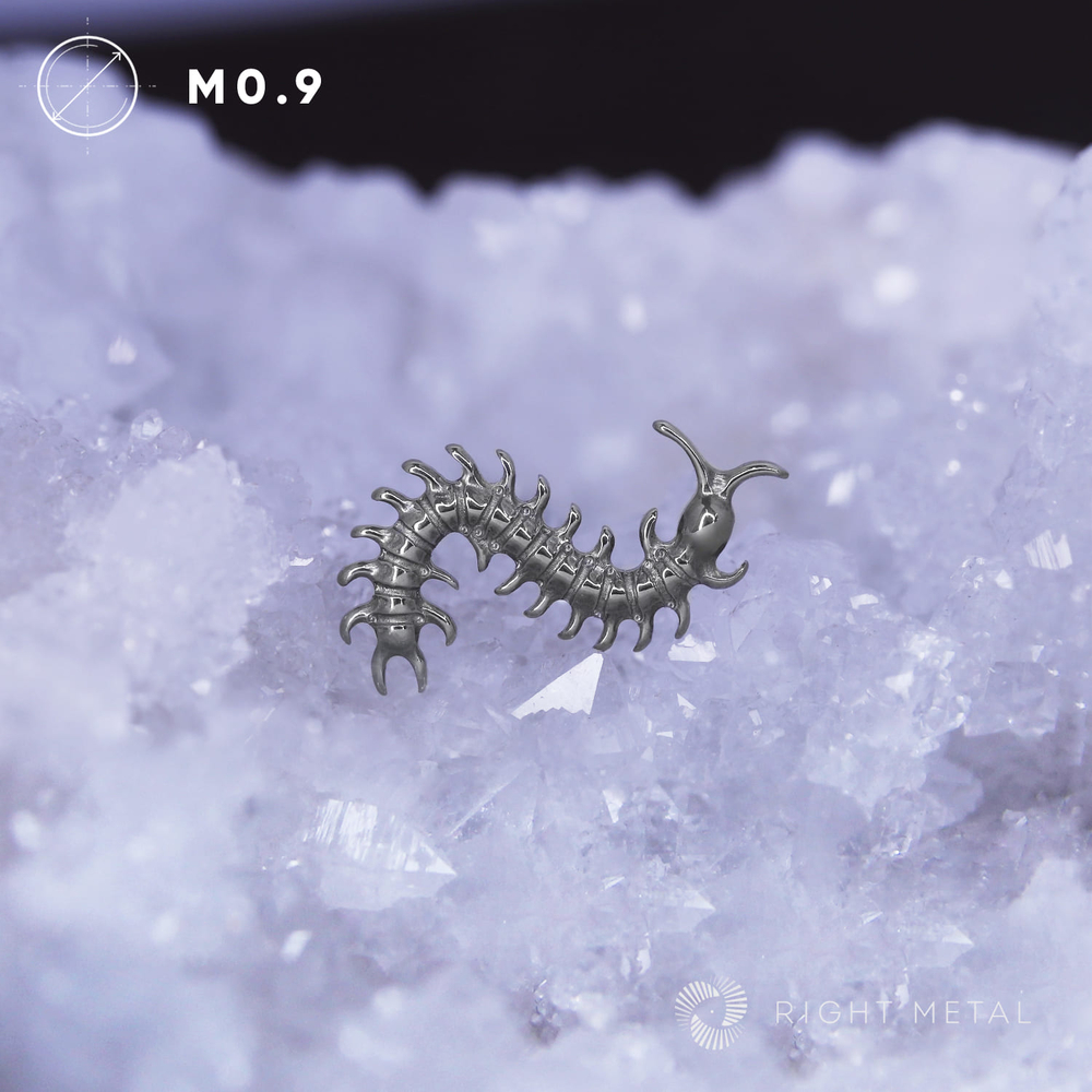 Scolopendra