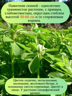 Семена Пажитник сенной 200 гр
