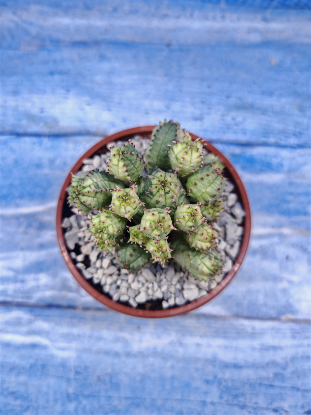 Euphorbia Pseudoglobosa variagate (Эуфорбия)