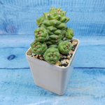 Monadenium Ritchiei (Монадениум)
