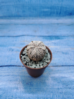 Astrophytum Asterias "Super Kabuto" (Астрофитум)