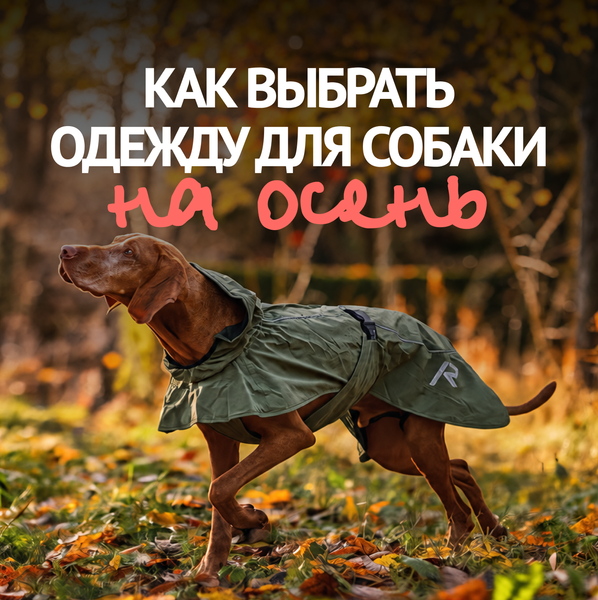 Осень, идём гулять! Как выбрать одежду для собаки