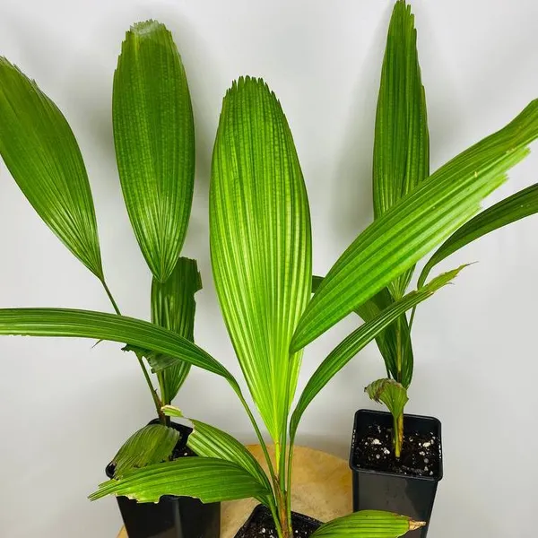Ликуала Грандис (Licuala Grandis) растение