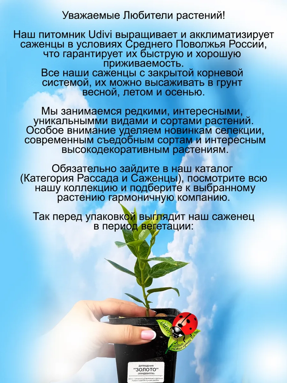 Дипладения Золото мадевилла