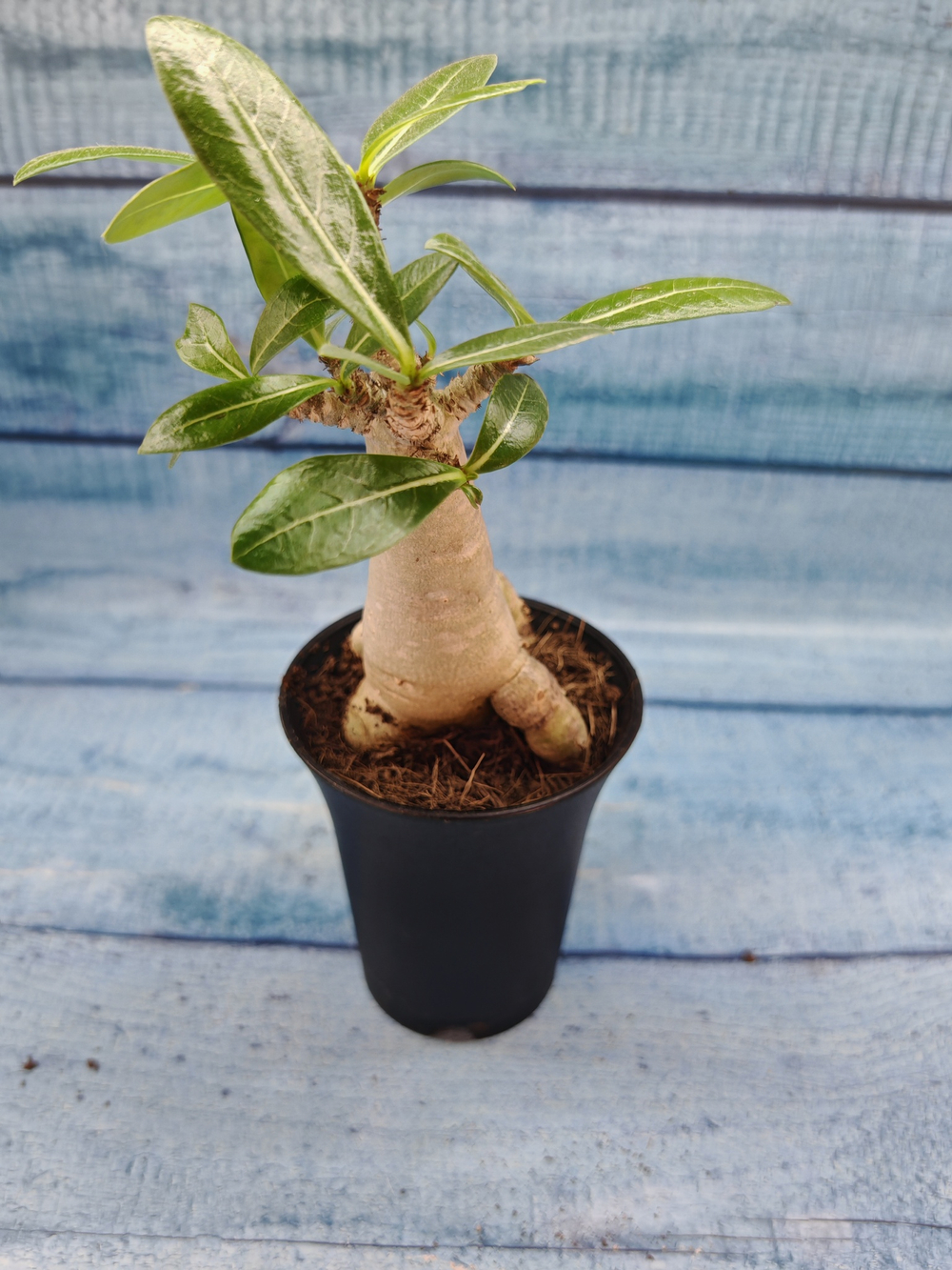 Adenium Baobab (Адениум)