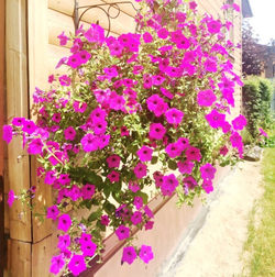 Петуния Фиалковая Дикая - Wild Violet Petunia