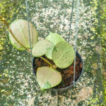Хойя VERTICILLATA SILVER