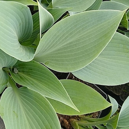 Хоста гибридная "Canadian Blue". Hosta "Canadian Blue".