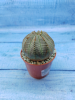 Euphorbia Obesa (Эуфорбия)