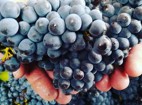 Domaine Faiveley подвел итоги урожая 2018 Domaine Faiveley подвел итоги урожая 2018