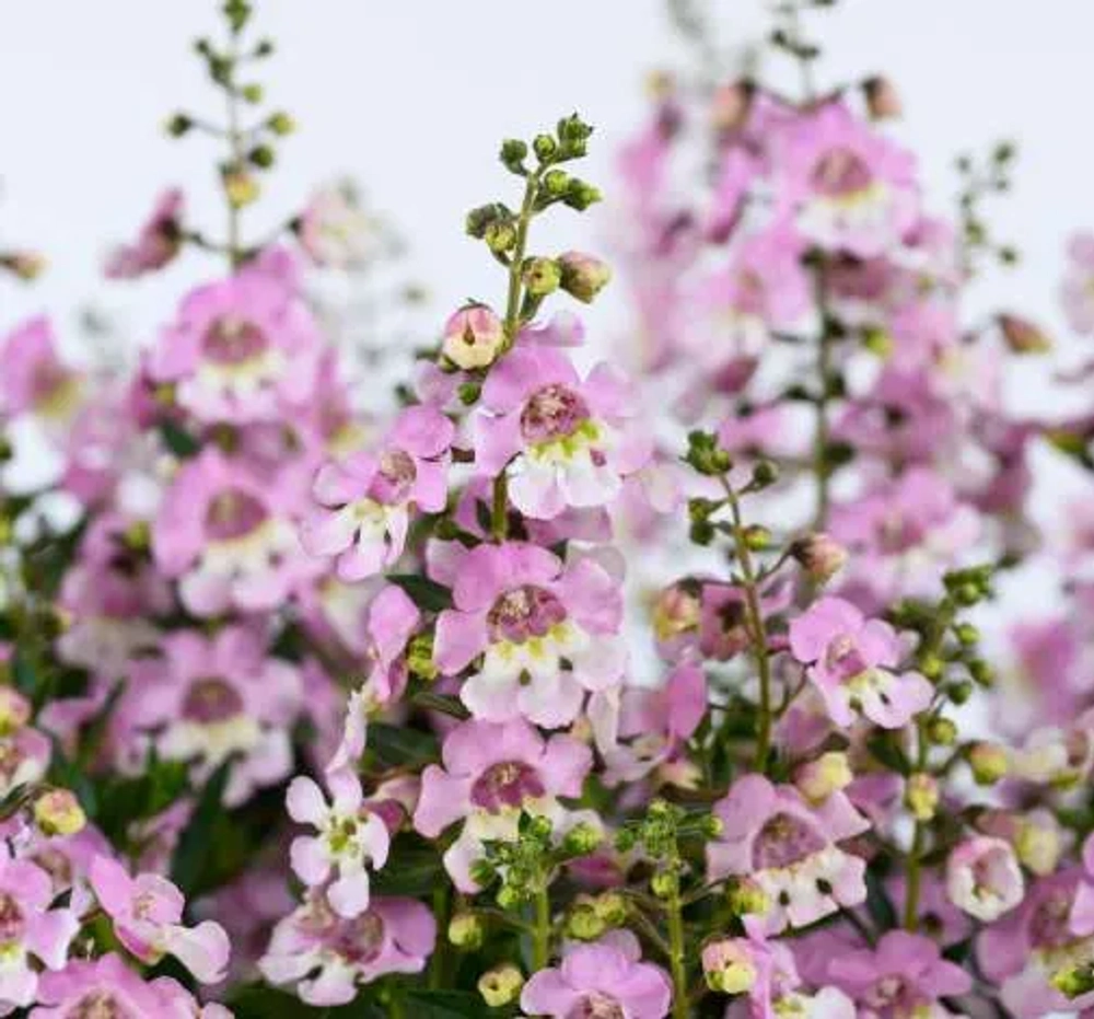 Ангелония узколистная Big Bicolor Pink (Анг2)
