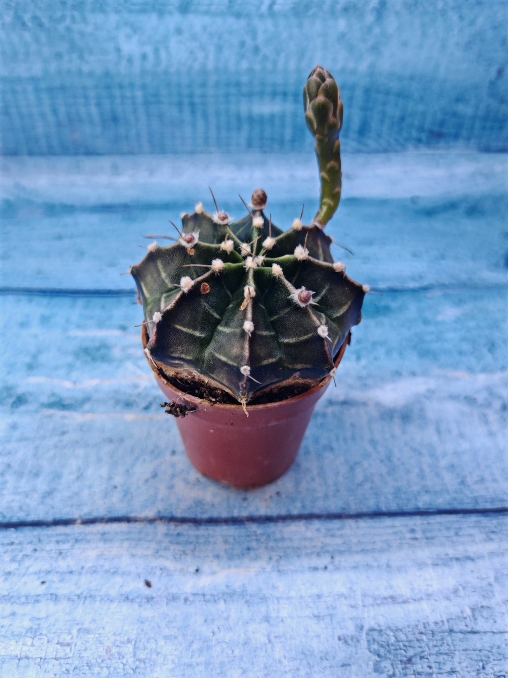 Gymnocalycium Friedrichii (Гимнокалициум)