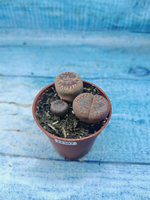 Lithops sp. (Литопсы)