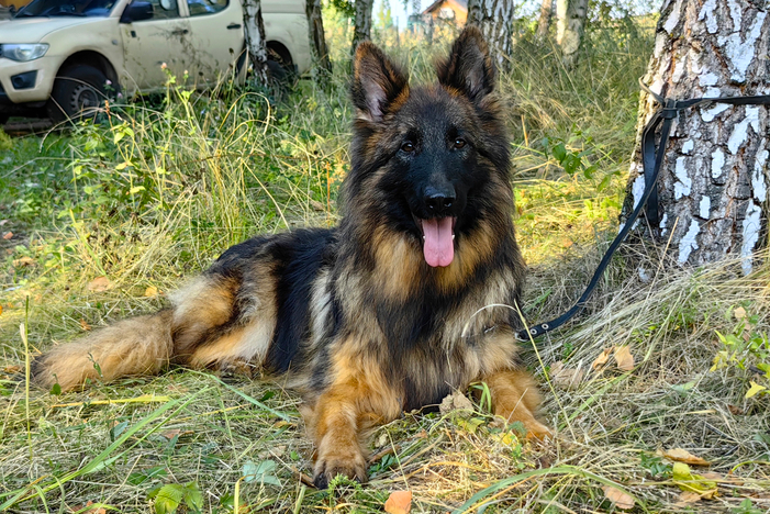 ЛИМОН Из Поместья Боговик