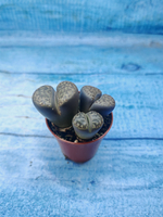 Lithops sp. (Литопсы)