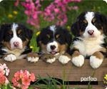 Perfeo Коврик для компьютерной мыши "Dog", Рис.13 (240*200*2 мм), ткань+резиновое основание